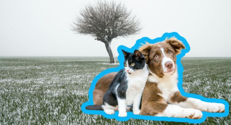 Frío y mascotas: medidas preventivas recomendadas por autoridades y expertos