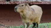 Foto ilustrativa de la nota titulada: Muere capibara durante su etapa de adaptación en zoológico de Tamaulipas