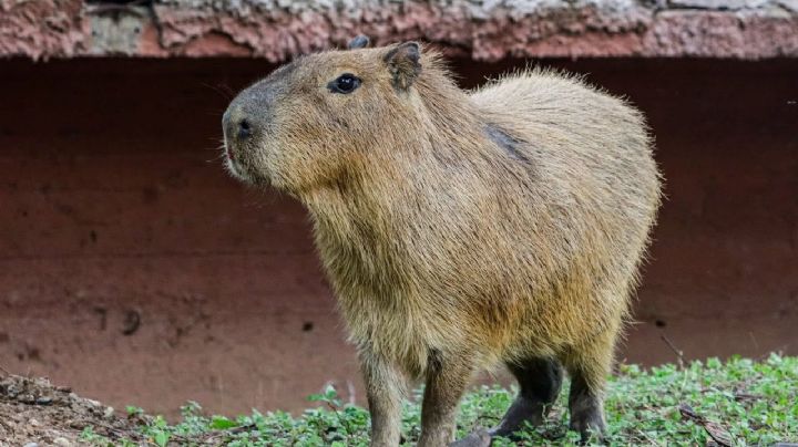 Muere capibara durante su etapa de adaptación en zoológico de Tamaulipas