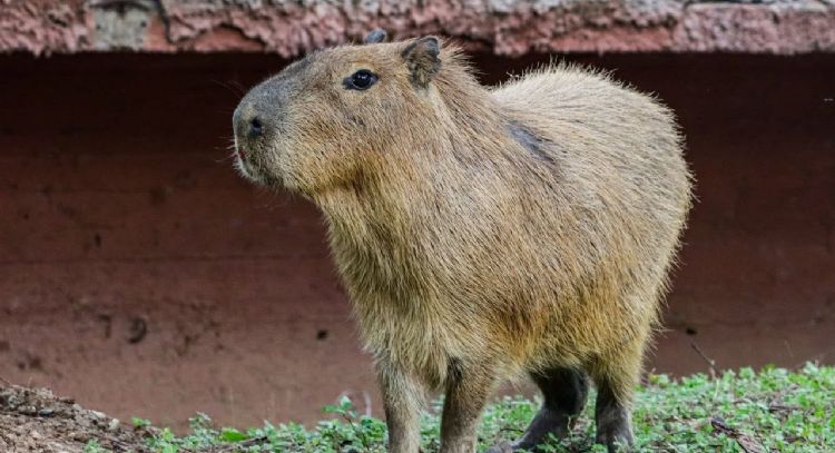 Muere capibara durante su etapa de adaptación en zoológico de Tamaulipas