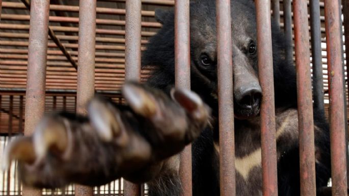Corea del Sur pondrá fin a la cría de osos y a la extracción de su bilis
