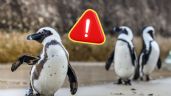 Foto ilustrativa de la nota titulada: Nuevas investigaciones revelan por qué murieron miles de pingüinos africanos en Sudáfrica