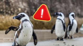 Nuevas investigaciones revelan por qué murieron miles de pingüinos africanos en Sudáfrica
