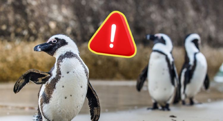 Nuevas investigaciones revelan por qué murieron miles de pingüinos africanos en Sudáfrica