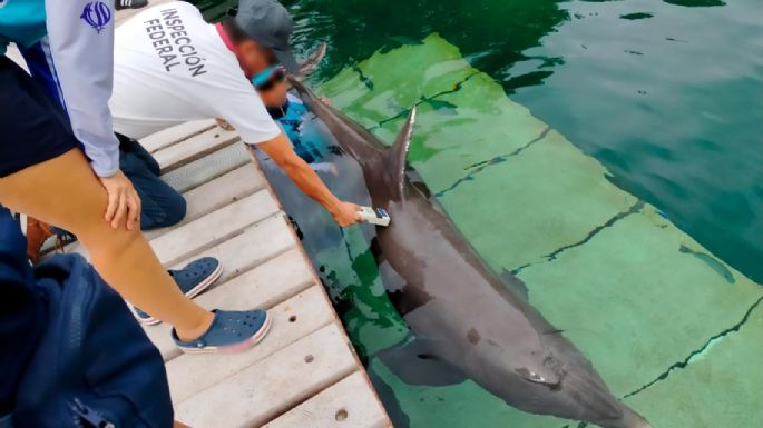 Denuncian la muerte de un delfín en un hotel de la Riviera Maya (Video)