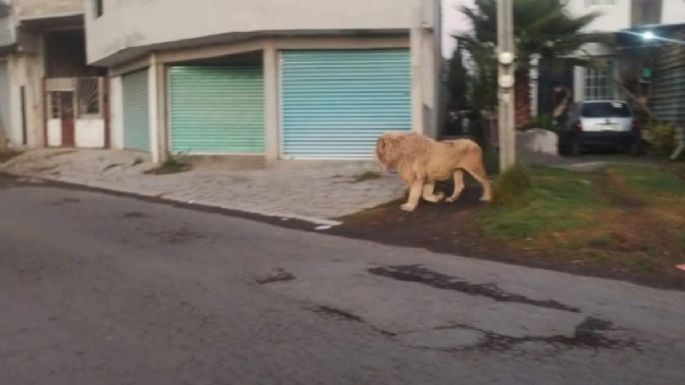 León deambula libremente por calles de Ocoyoacac; cuidador lo regresa a su domicilio (Video)