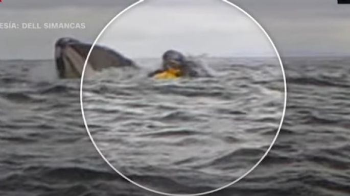 Ballena traga a un hombre que navegaba en kayak; su papá graba el momento (Video)