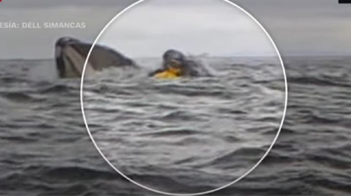 Ballena traga a un hombre que navegaba en kayak; su papá graba el momento (Video)