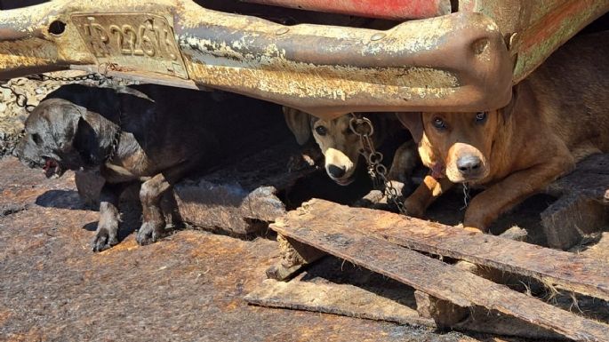 Aseguran carnicería en el Edomex por presuntamente vender carne de perro