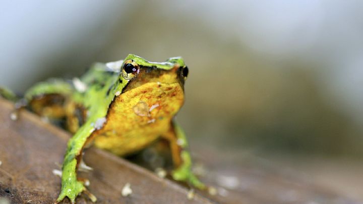 Científicos esperan que ranas de Darwin salven su especie