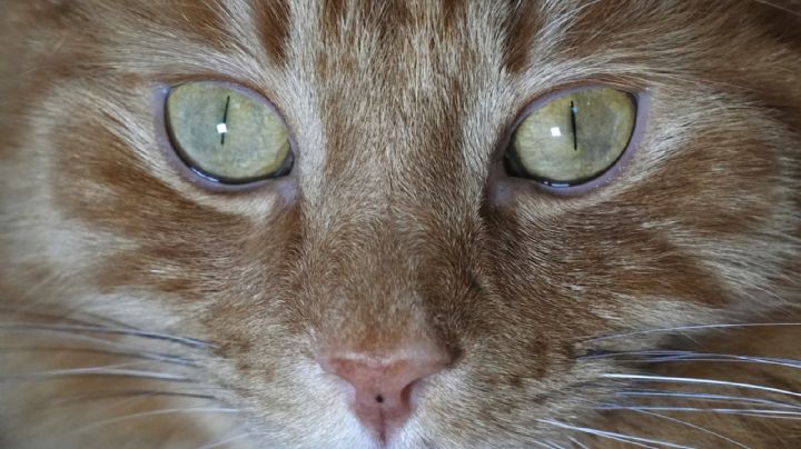 Gobierno de Escocia niega planes de prohibir gatos tras esta polémica