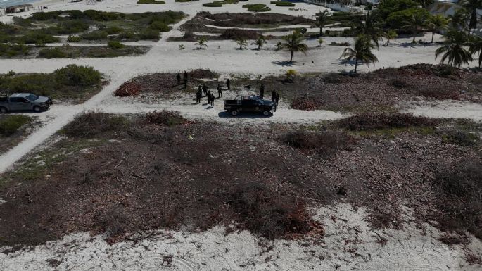 Se detendrá a quienes talaron manglar en Sisal, Yucatán, por ser delito federal: Bárcena