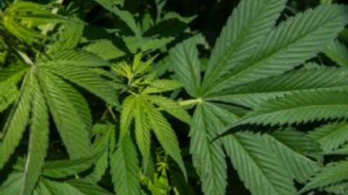Gomitas de marihuana envían al hospital a 11 alumnos de secundaria