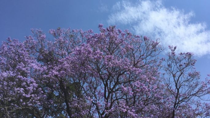 Festival de escritoras Primavera Bonita hará homenaje a Carmen Boullosa