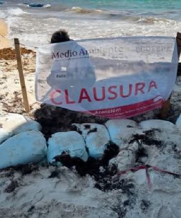 Empresa ligada a la Conade viola ley ambiental para torneo de voleibol en Playa del Carmen