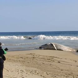 Cría de ballena jorobada muere en costas de Guerrero tras quedar atrapada en redes de pesca