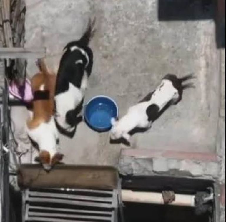 Hombre es atacado por sus pitbull vecinos denuncian criadero y peleas clandestinas