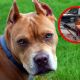 Hombre es atacado por sus pitbull; vecinos denuncian criadero y peleas clandestinas