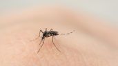 Foto ilustrativa de la nota titulada: Cruz Roja lanza campaña contra el dengue