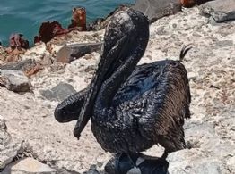 La contaminación ambiental de Pemex