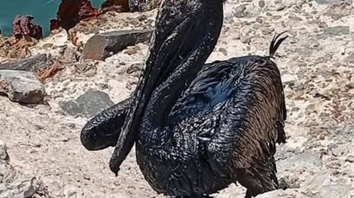 La contaminación ambiental de Pemex