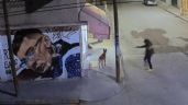 Foto ilustrativa de la nota titulada: Sujeto mata a balazos a un perro en Ecatepec; el agresor sería un agente de la FGJEM
