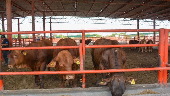 Impulsa Tamaulipas sector ganadero con Programa de Mejoramiento Genético