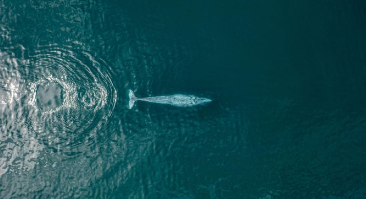 Denuncian riesgo para ballenas por proyecto de CFE en BC Sur