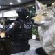Autos de lujo y animales exóticos: las imágenes del megaoperativo (Fotogalería y video)