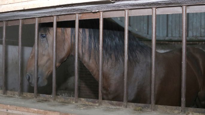 Autos de lujo y animales exóticos: las imágenes del megaoperativo (Fotogalería y video)