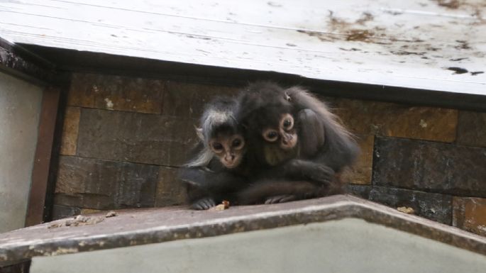 Autos de lujo y animales exóticos: las imágenes del megaoperativo (Fotogalería y video)