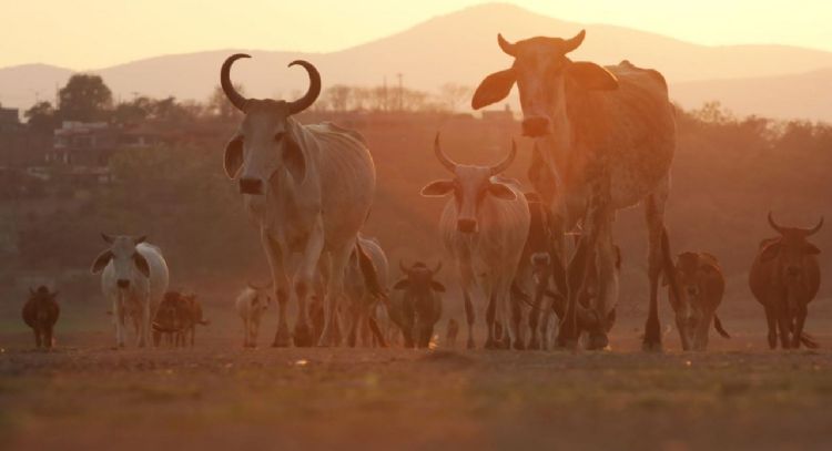 Exportaciones ganaderas frenadas por gusano barrenador dejan pérdidas por 700 mdd: Comecarne