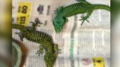Foto ilustrativa de la nota titulada: Vinculan a proceso a hombre con 299 reptiles en peligro de extinción en su equipaje en el AICM