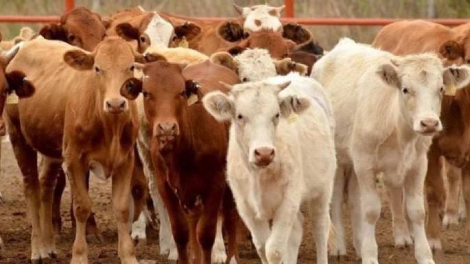 Ganaderos de Coahuila destinarán producción al mercado mexicano tras nuevas restricciones de EU