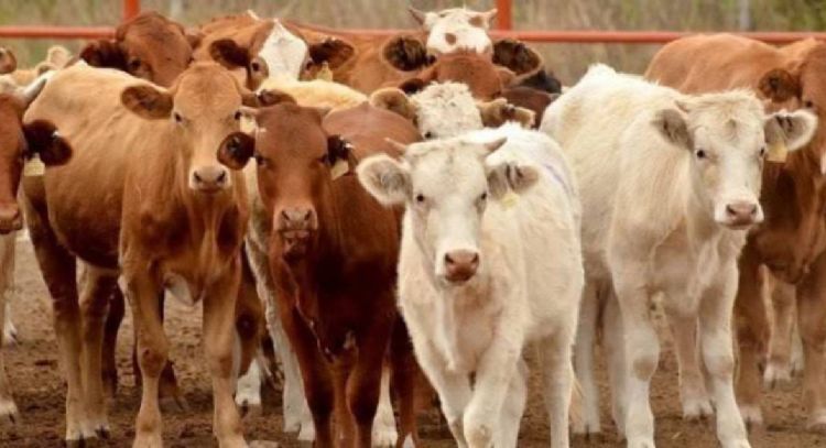 Ganaderos de Coahuila destinarán producción al mercado mexicano tras nuevas restricciones de EU