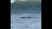 Foto ilustrativa de la nota titulada: Captan a un cocodrilo en la zona Diamante de Acapulco (Video)
