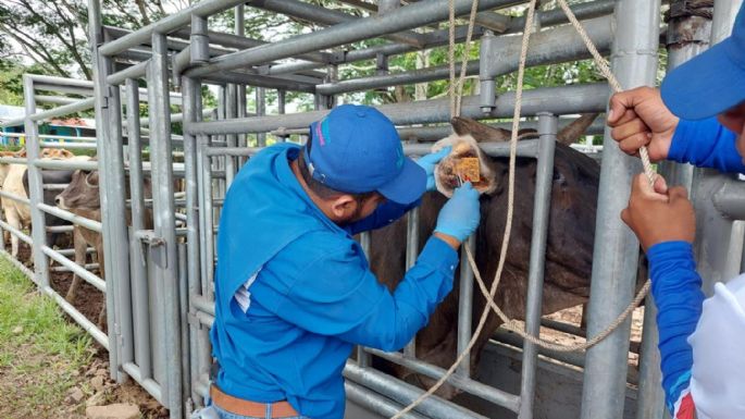 Embarque de ganado nicaragüense a planta de SuKarne preocupa a ganaderos por gusano barrenador