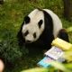 La panda gigante Xin Xin está “en la etapa final de su vida”: Sedema