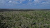 Foto ilustrativa de la nota titulada: Greenpeace pide publicar prohibición a Cemex para extraer material de la selva de Tulum