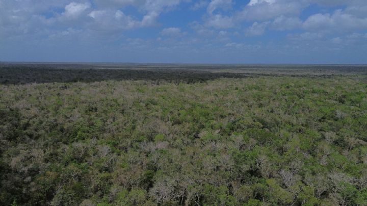 Greenpeace pide publicar prohibición a Cemex para extraer material de la selva de Tulum