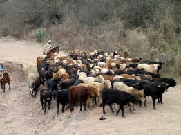 Los retos en la cadena de producción de la carne