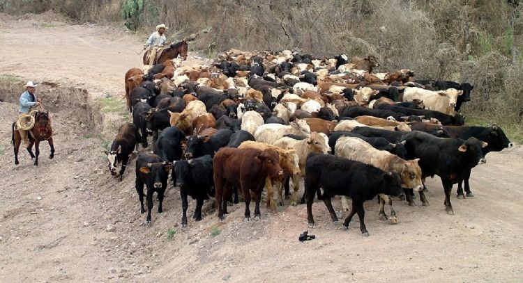 Los retos en la cadena de producción de la carne