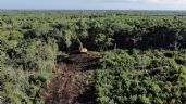 Foto ilustrativa de la nota titulada: La Sedena busca tirar 259 hectáreas más de selva para hacer rentable el Tren Maya