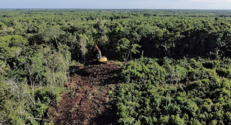 La Sedena busca tirar 259 hectáreas más de selva para hacer rentable el Tren Maya
