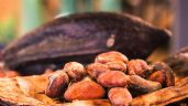 Foto ilustrativa de la nota titulada: Día Mundial del Cacao: beneficios médicos y riesgos por metales en el chocolate oscuro