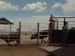 Departamento de Agricultura confirma dos nuevos casos de gusano barrenador en Texas