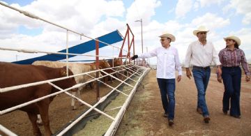 Gobernador Durazo reanuda exportación de ganado a Estados Unidos
