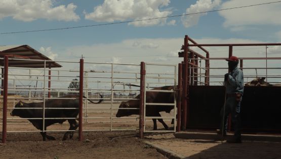 Termina el veto del ganado sonorense en los Estados Unidos
