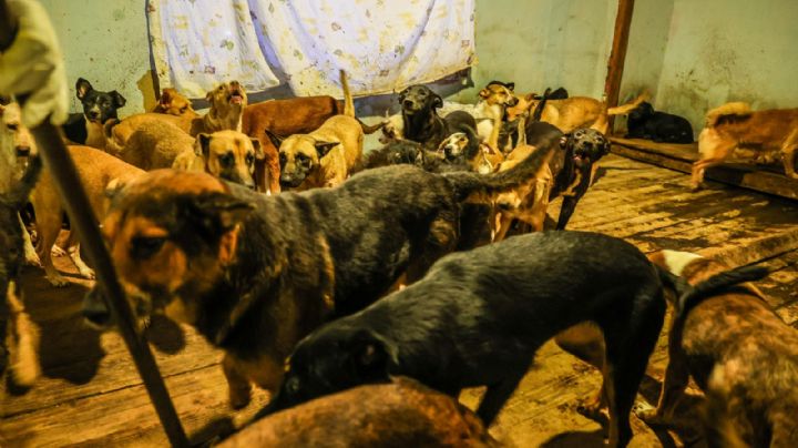 Rescatan a 300 perros hacinados en albergue de Ensenada, Baja California