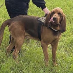 Perro policía muere tras comer comida con clavos
